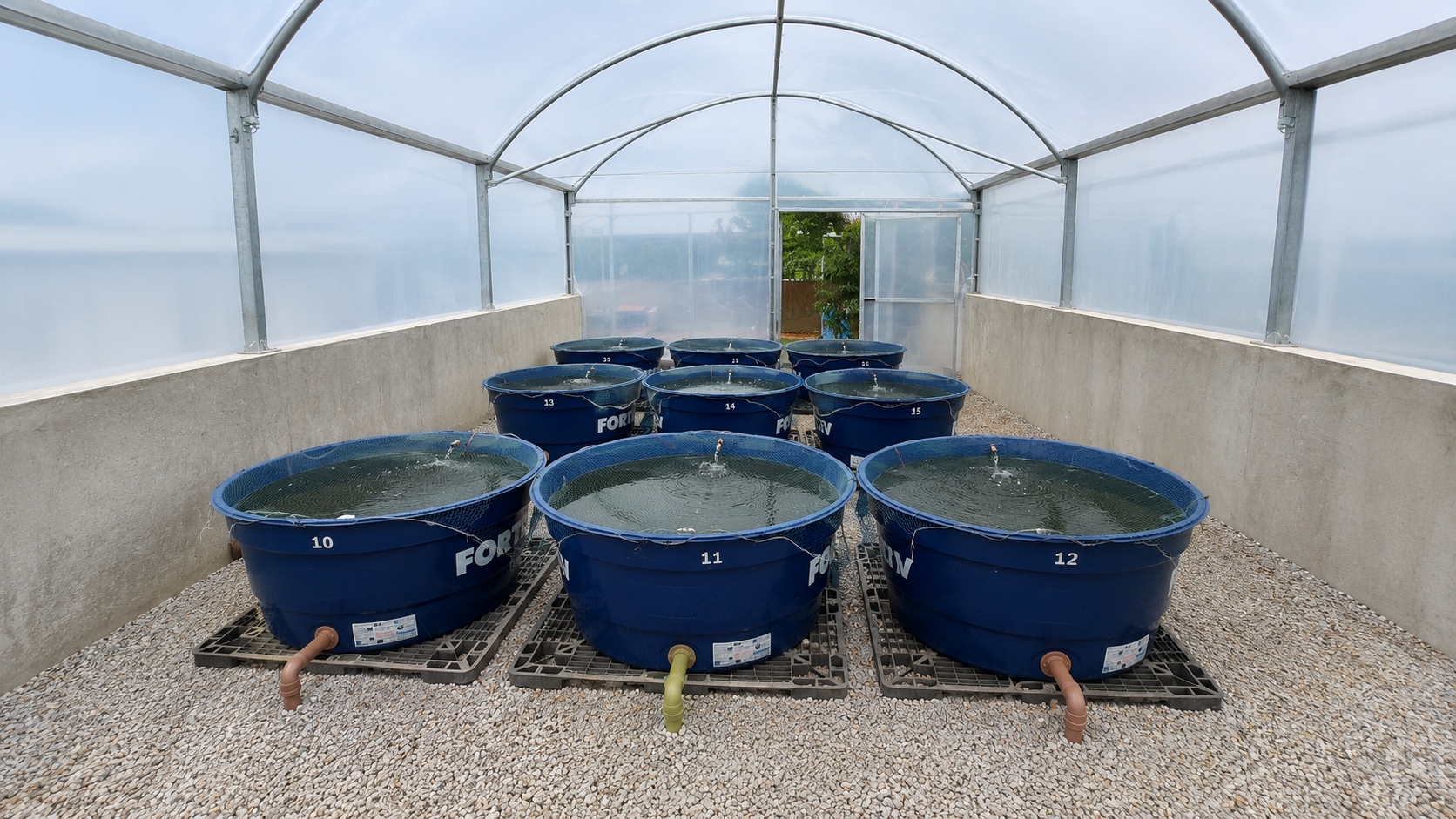 Tanques circulares de cultivo de tilápias em sistema de recirculação sob cobertura plástica