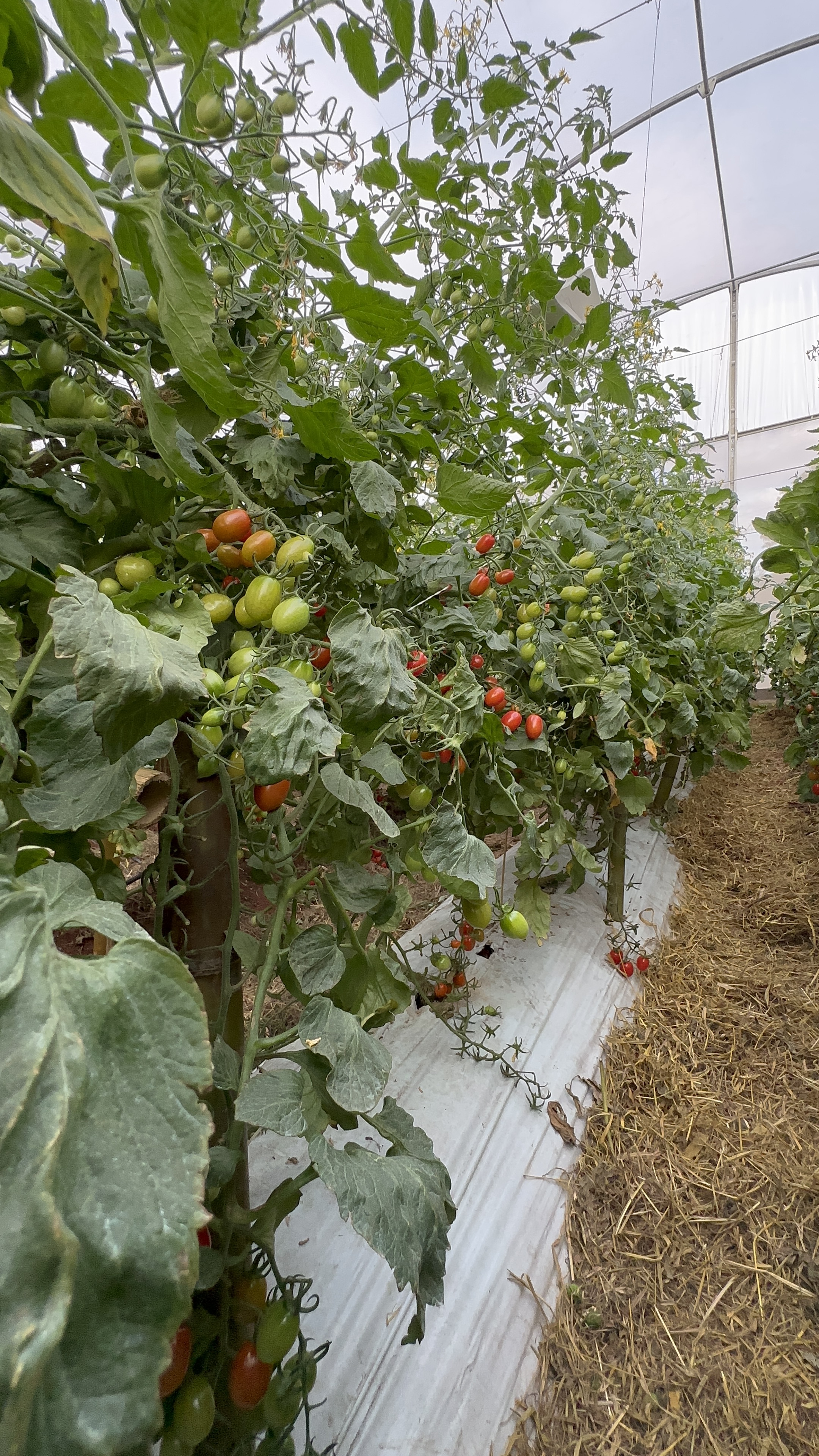 Hortaliças orgânicas cultivadas em ambiente protegido