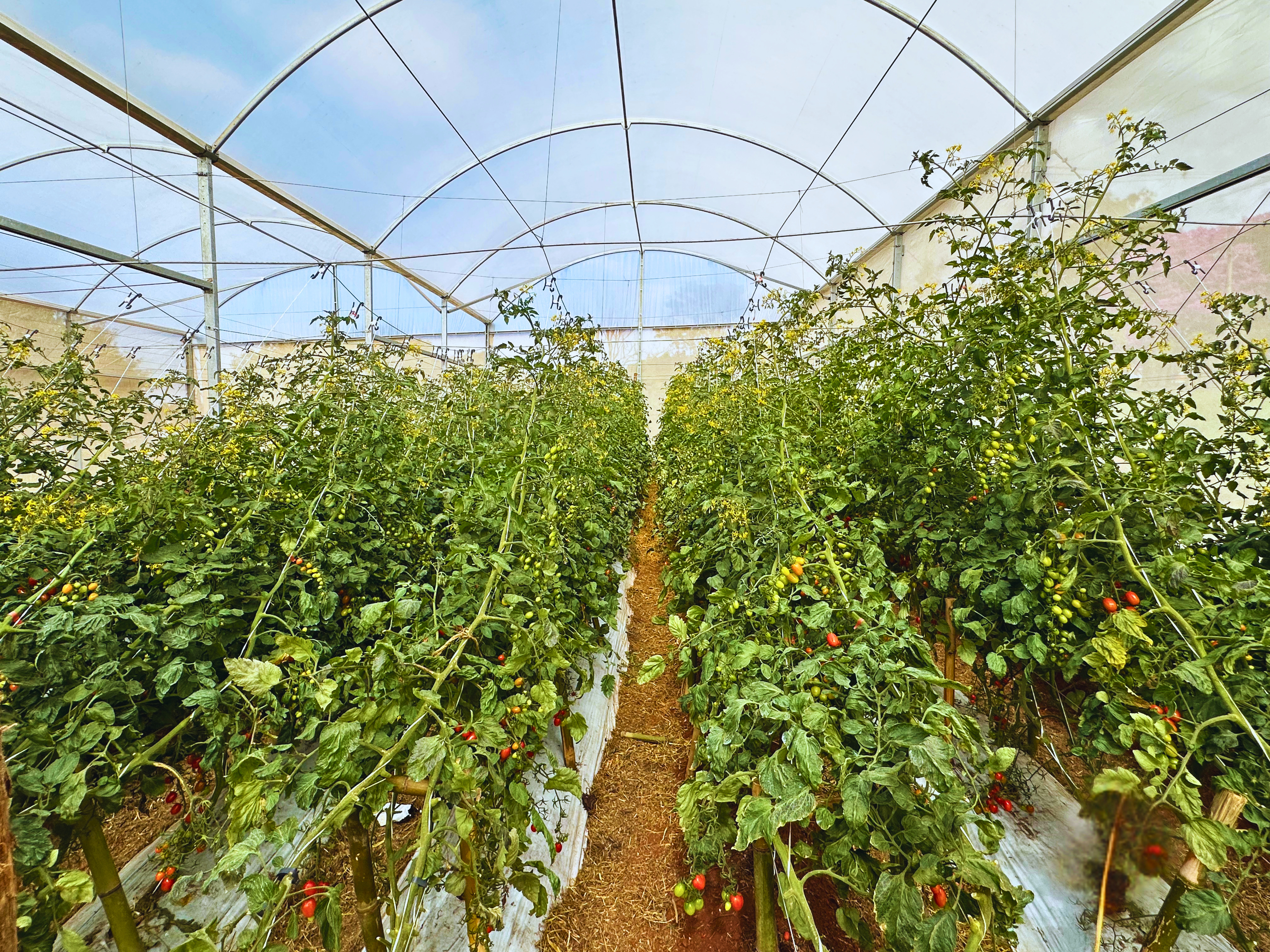 Cultivo de hortaliças orgânicas em ambiente protegido